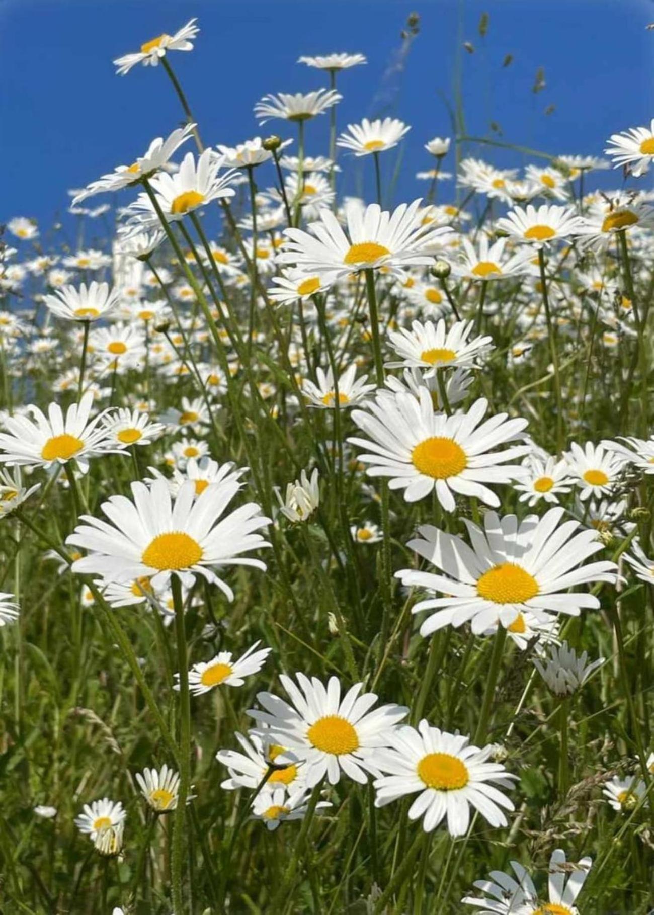 Planitzhof Βίλα Castelrotto Εξωτερικό φωτογραφία