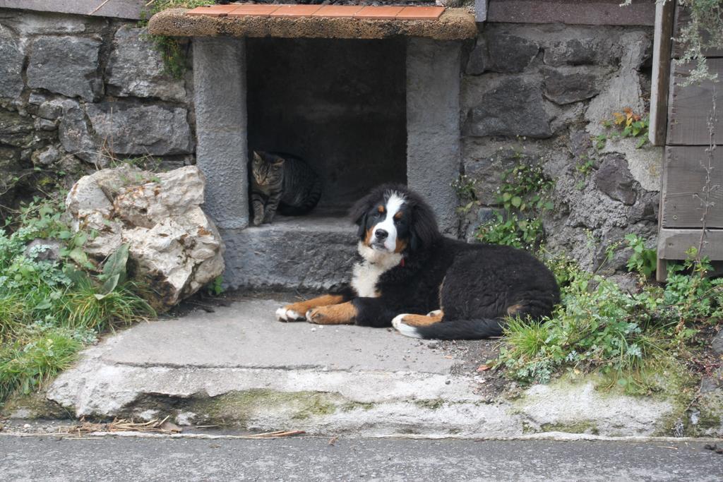 Planitzhof Βίλα Castelrotto Εξωτερικό φωτογραφία